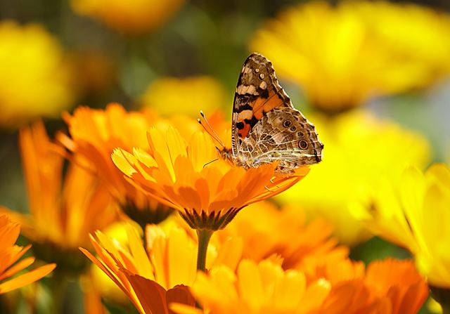 Garten schmetterling