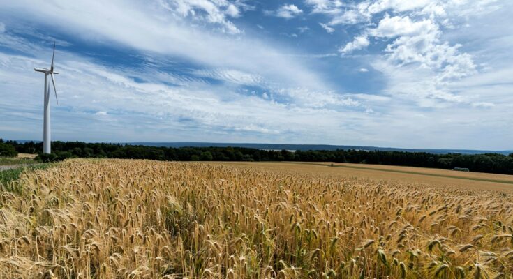 Windkraft, Feld, a field of wheat with a wind turbine in the background